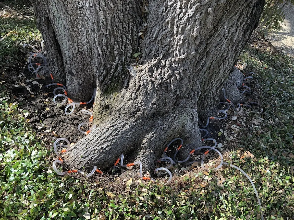 Detailed Tree Cabling and Bracing job site in La Habra