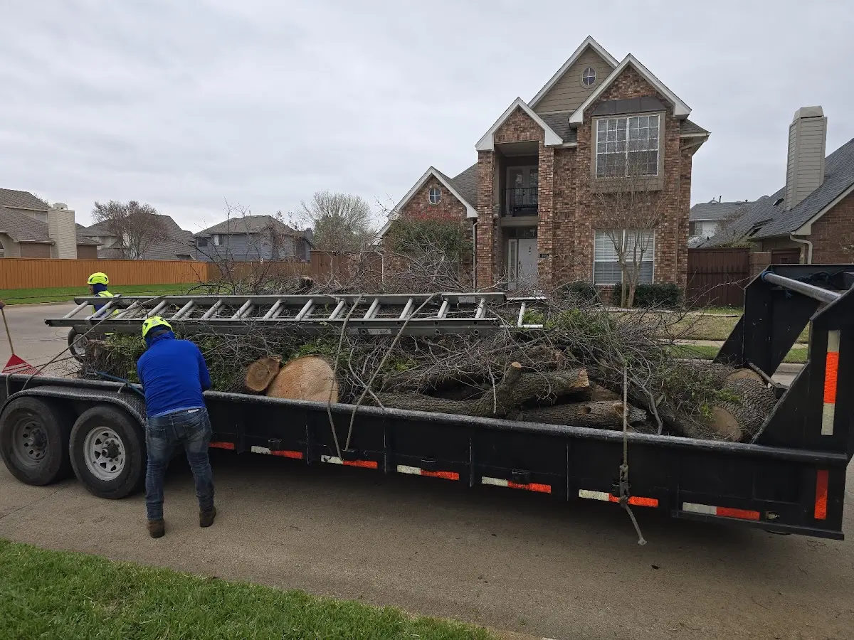 Expert Tree Removal with proper safety equipment in La Habra